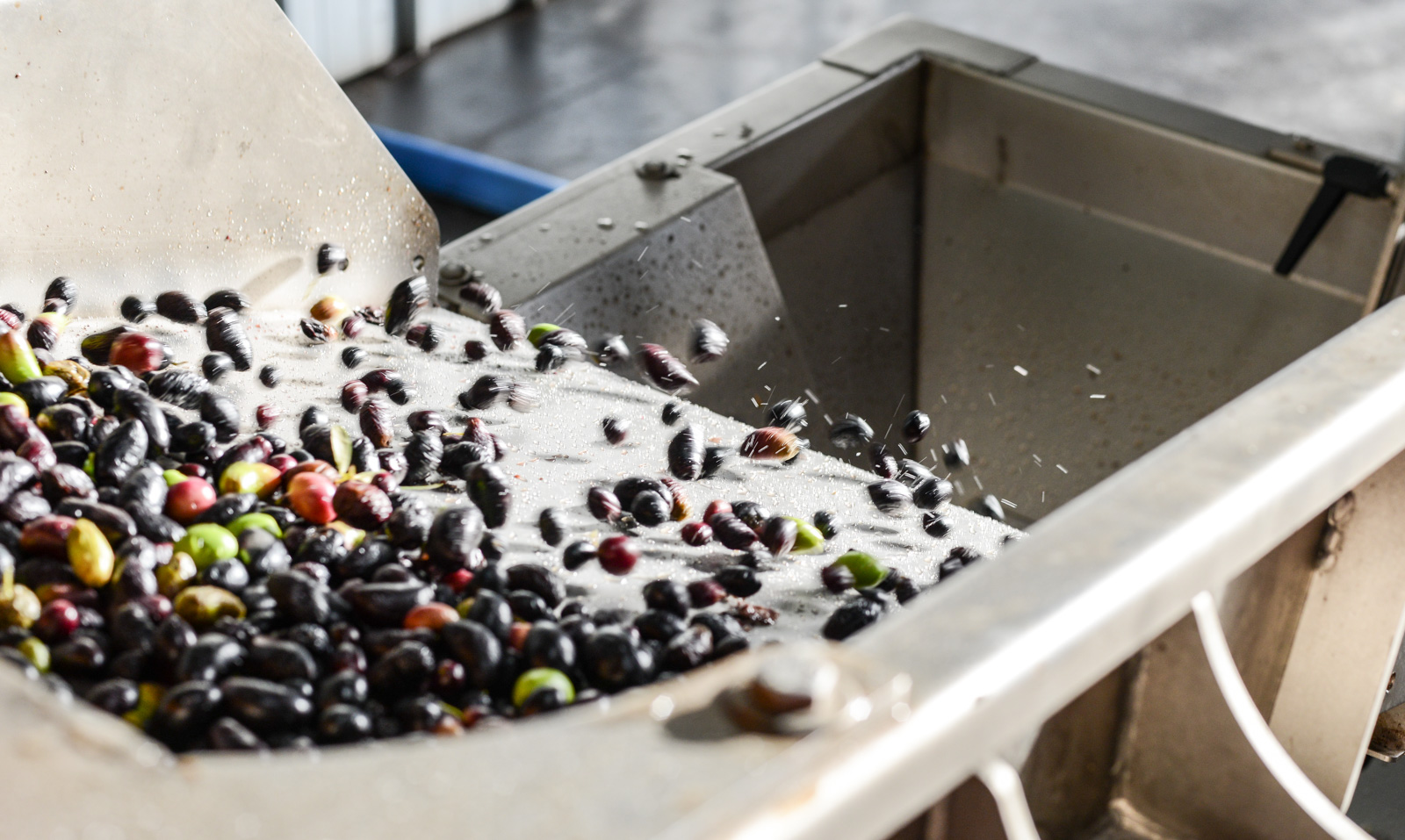 Rinçage des olives en sortie de lavage