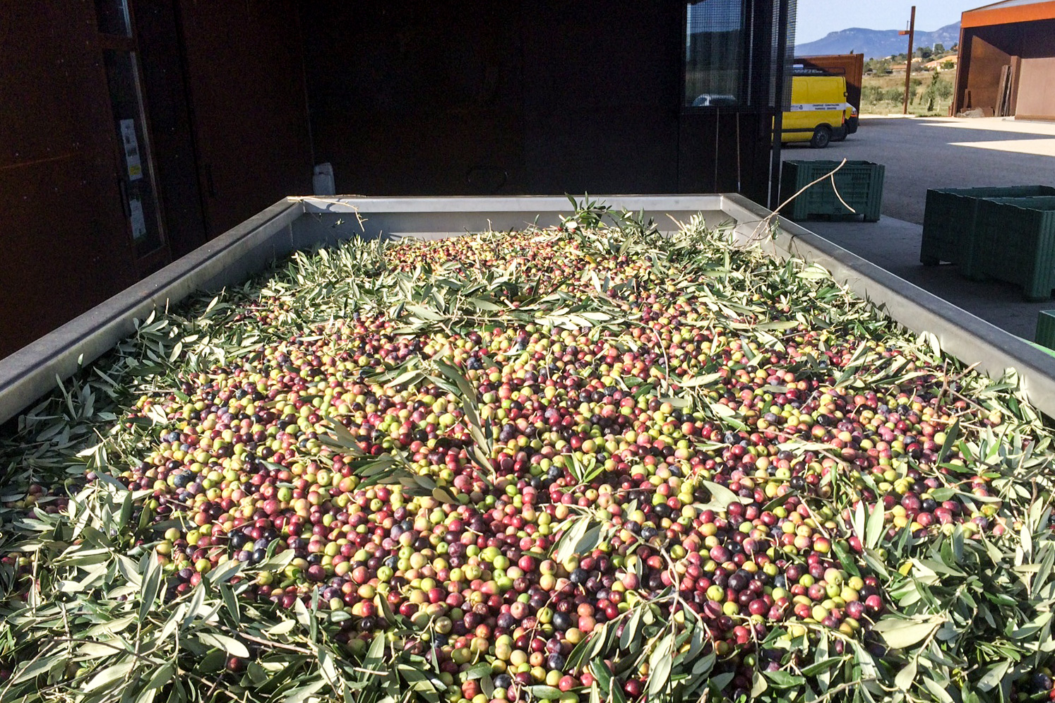 Nous possédons un système de tri automatique des olives et des éléments indésirables (feuilles, branches...)
