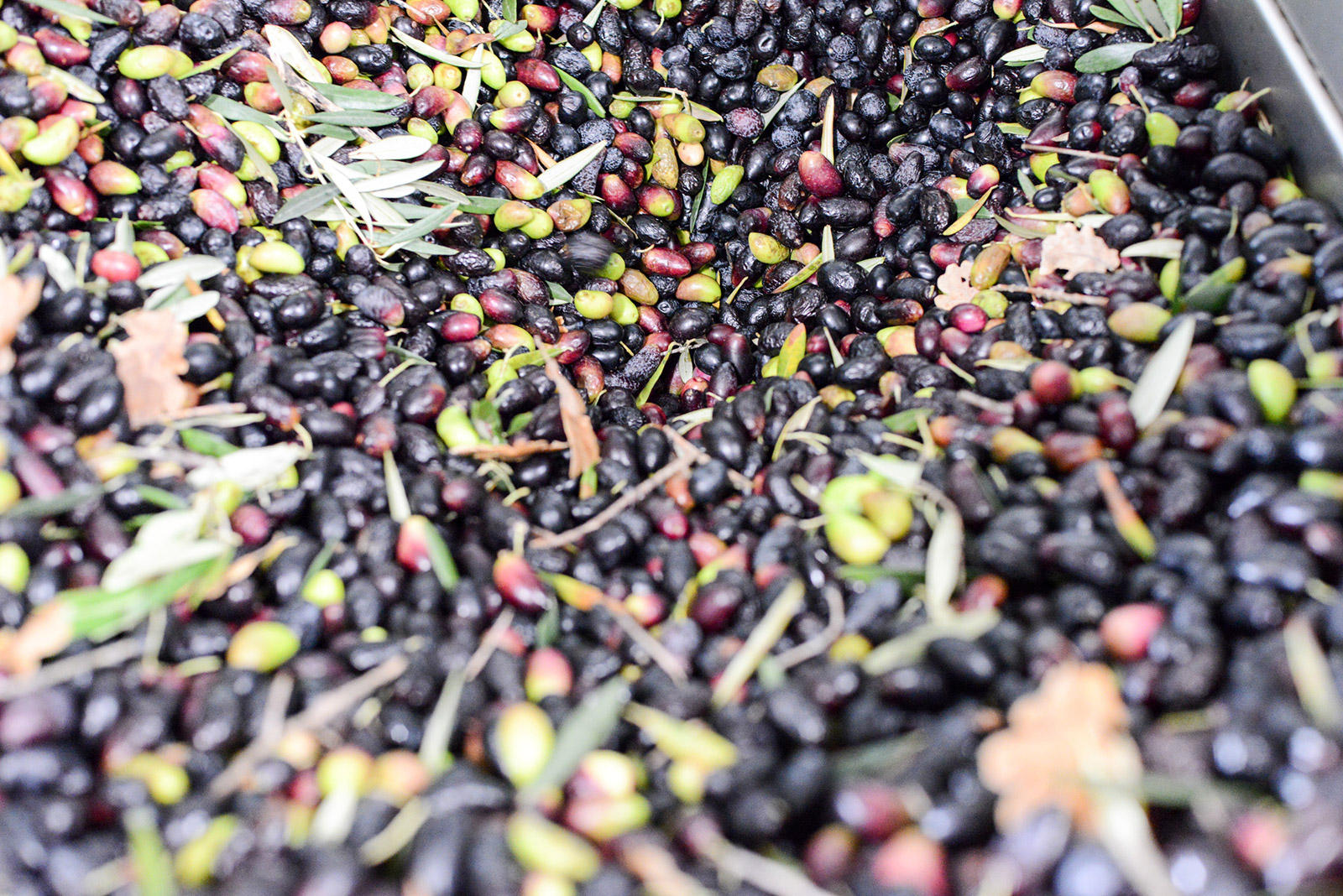 Le tri des olives et de leurs feuilles est automatique